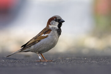 Obraz na płótnie Canvas House Sparrow, Huismus, Passer domesticus