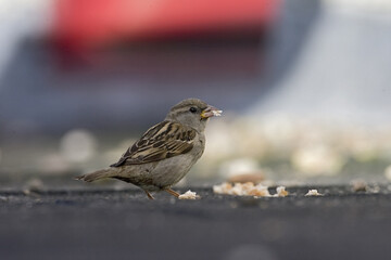 House Sparrow, Huismus, Passer domesticus