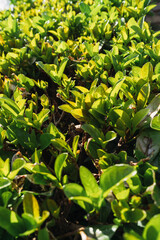 Plantas verdes colocadas alrededor de una fuente en una ciudad