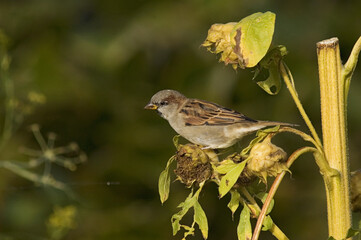 House Sparrow, Huismus, Passer domesticus