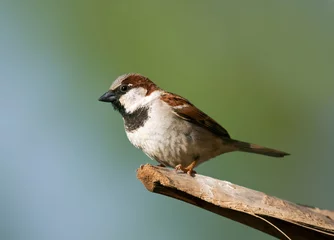 Fototapeten Huismus, House Sparrow, Passer domesticus © AGAMI