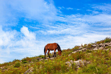 Wild horses 