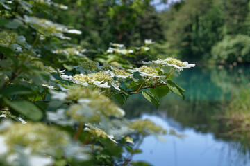 ヤマアジサイと五色沼