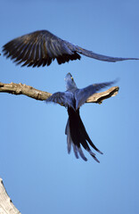 Hyacinth Macaw, Hyacinthara, Anodorhynchus hyacinthinus