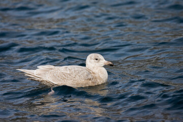 Beringmeeuw, Glaucous-winged Gull, Larus glaucescens