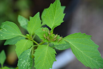 Close up of Baby Grasshoppers on Leaf