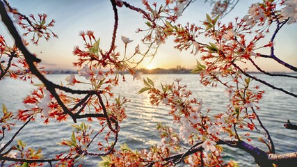 春の伊佐沼　夕日と桜