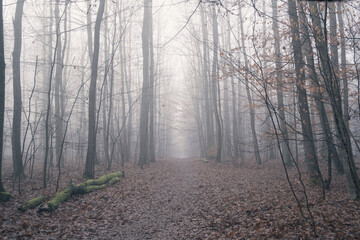 Forest path covered in mist
