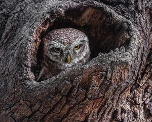 Spotted Owl in its nest