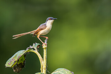 Ashy Prinia on a plant