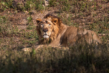 male lion in the wild