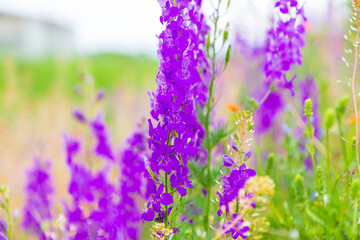Flowers of field, purple flowers.