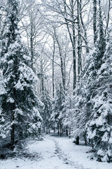 Fototapeta premium Conifers trees in snow