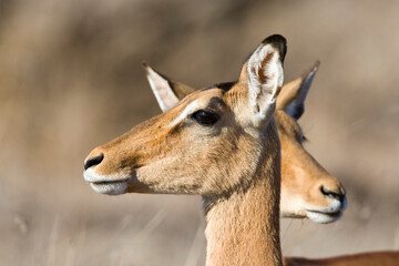 Impala, Impala, Aepyceros melampus