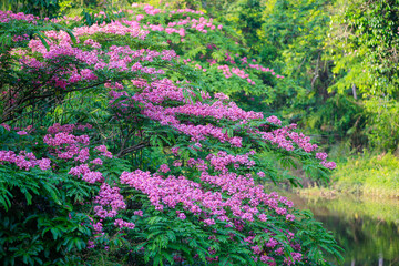 Pink shower tree blossom in the deep jungle.