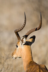 Impala, Impala, Aepyceros melampus