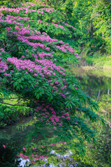 Pink shower tree blossom in the deep jungle.