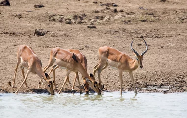 Fotobehang Impala, Impala, Aepyceros melampus © AGAMI