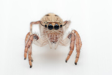 Macro photography of Baby Hyllus diardi on white background