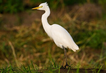 Middelste Zilverreiger, Intermediate Egret, Egretta intermedia