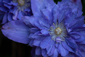 Clematis - blue and purple flower