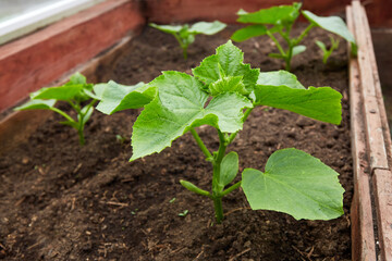 Growing vegetables at home greenhouse. Young seedling of cucumber sprout in soil.