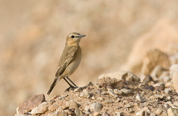 Izabeltapuit, Isabelline Wheatear, Oenanthe isabellina