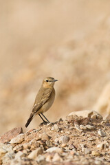 Izabeltapuit, Isabelline Wheatear, Oenanthe isabellina