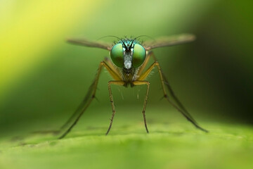 Macro straight face shot of Long leg fly