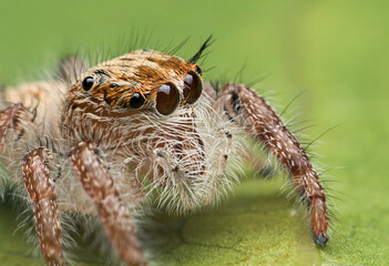 Macro photography of baby Hyllus diardi on green leaf