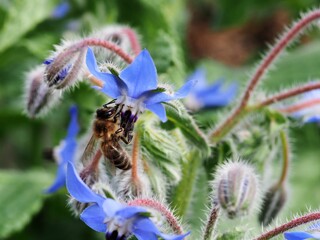 Biene an Borretschblüte