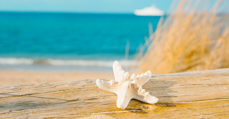 Fototapeta na wymiar starfish on a tree trunk on the beach, web banner
