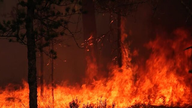 Occurrence of a large fire in the forest. Damage to wild forest nature and animals by burning the woodland.