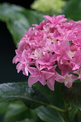 咲き始めの紫陽花　梅雨晴れ（高知県　のいちあじさい街道）