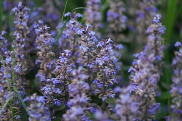 lavender flowers in the garden. close up of lavender. close up of lavender flowers. 