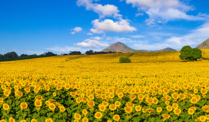 Fototapeta premium Beautiful panorama sunflower blossom field with blue sky on sunny day.