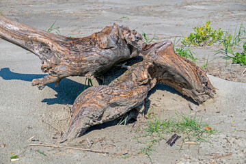 Driftwood on a sandy beach.