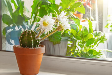 Huge large flowers of a round cactus in a ceramic clay pot.