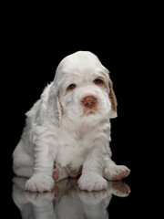 sweet newborn puppy. one month Clumber spaniel dog on black