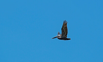 Brown Pelican in flight against a blue sky.