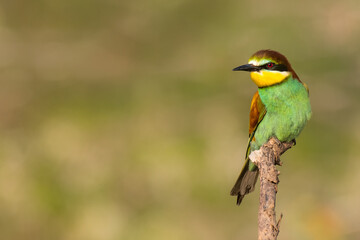 The European bee-eater sits on a branch