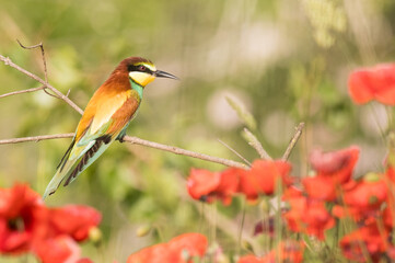 The European bee-eater sits on a branch