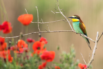 The European bee-eater sits on a branch