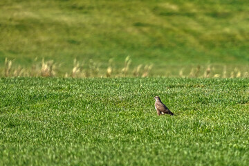 Closeup shot of a common buzzard on green grass in an open field