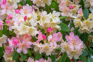 Rhododendron, Blüte, Gartenpflanze, Bayern, Deutschland