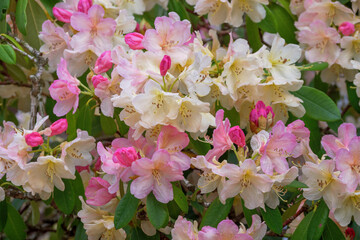Rhododendron, Blüte, Gartenpflanze, Bayern, Deutschland