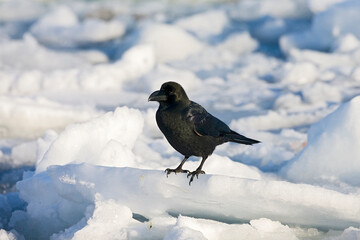 Dikbekkraai, Large-billed Crow, Corvus macrorhynchos