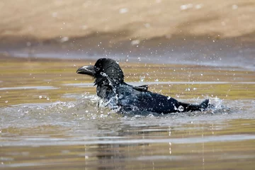 Fototapeten Dikbekkraai, Jungle Crow, Corvus macrorhynchos © AGAMI
