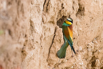 The European bee-eater sits on a branch