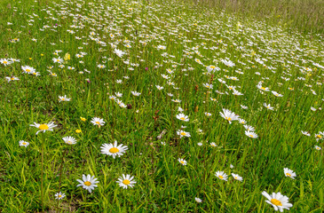 Blumenwiese im Sommer, Bayern, Deutschland